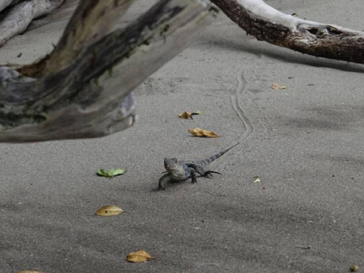 Tropical Beach ウビタ エクステリア 写真